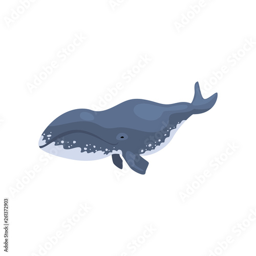 Polar killer whale arctic animal vector Illustration on a white background
