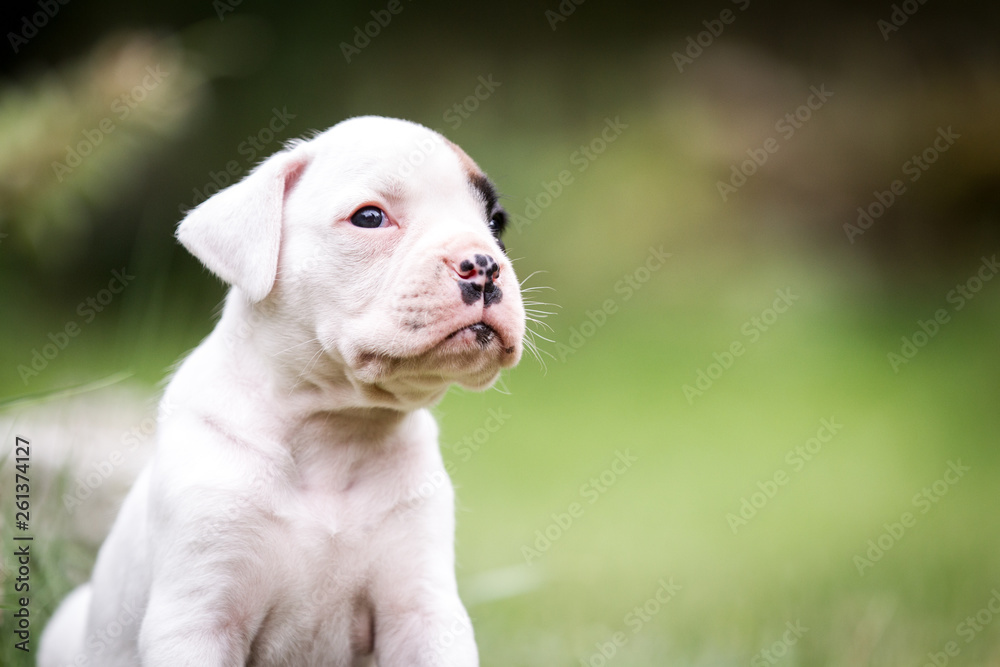 Boxer Welpen Stock Photo | Adobe Stock