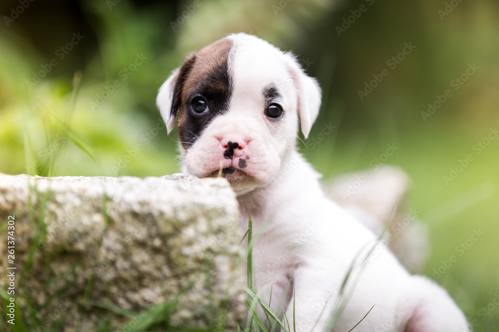 Hund hübscher weißer Boxer Welpe niedlich klein, Rassehund im Garten 