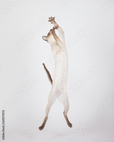 Fototapeta Naklejka Na Ścianę i Meble -  Super Cute Cat