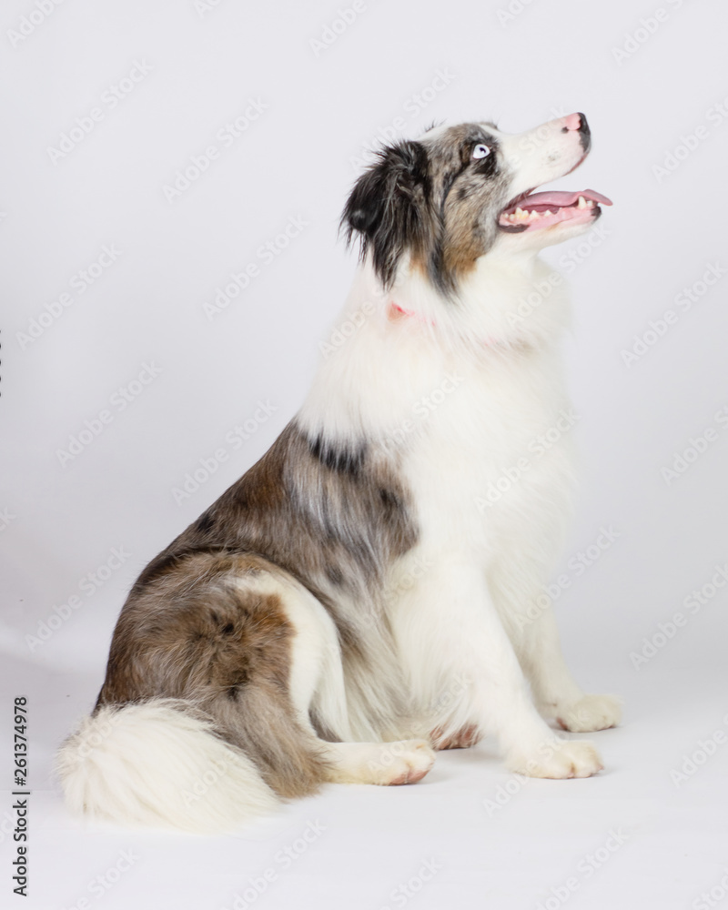 Fototapeta premium Super Cute Dog