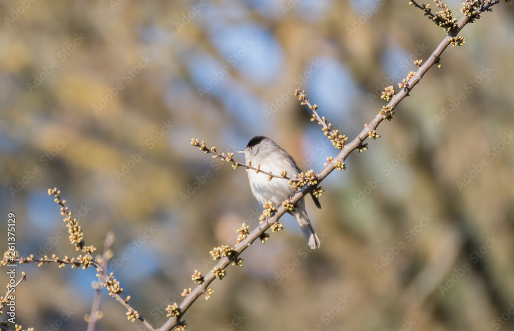 bird on a branch bird on a branch