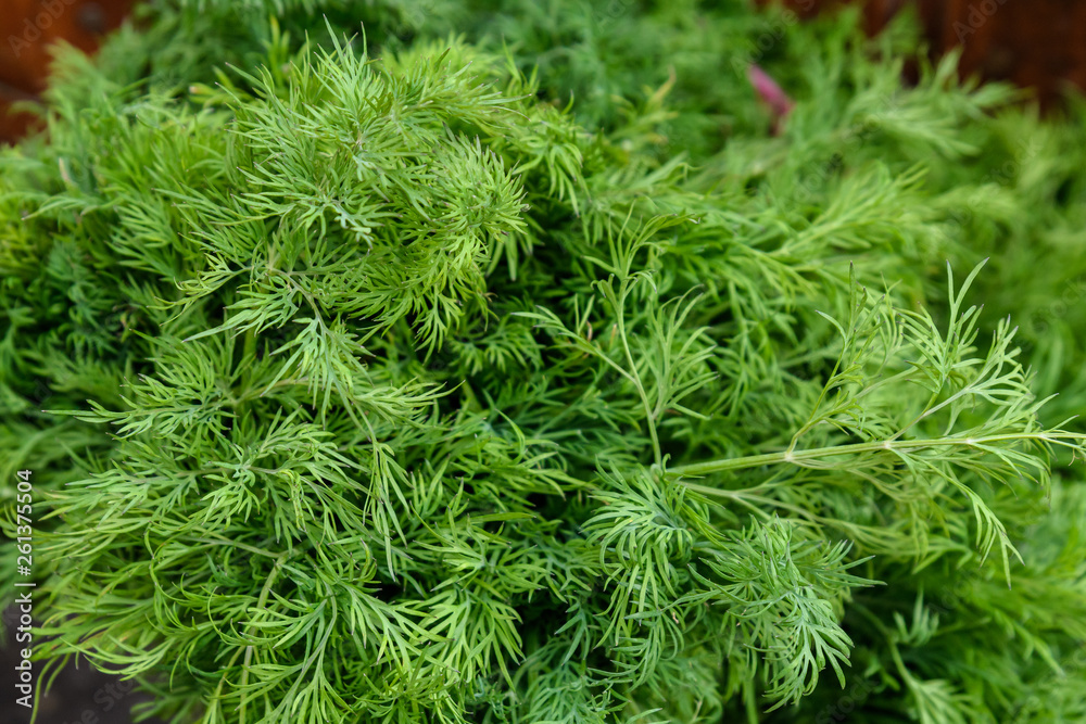 Group of fresh green dill leaves in display for sale at a street food market Group of fresh green dill leaves in display for sale at a street food market