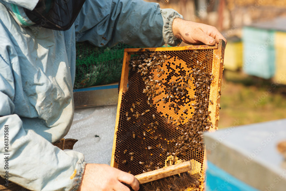 Bee hive detail. Beekeeper is working with bees and beehives on the apiary Bee hive detail. Beekeeper is working with bees and beehives on the apiary