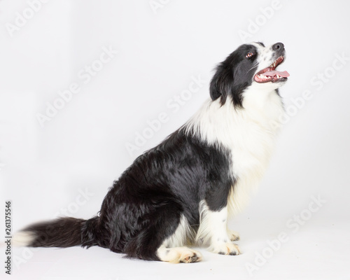 Fototapeta Naklejka Na Ścianę i Meble -  Super Cute Dog