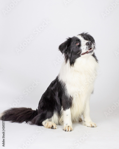 Super Cute Dog