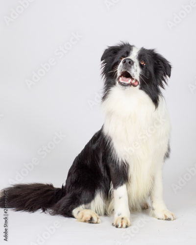 Super Cute Dog
