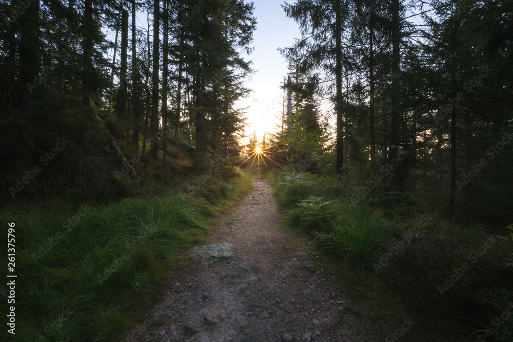 Waldweg mit Blendenstern