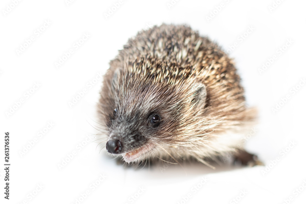 Obraz premium Funny hedgehog isolated on white