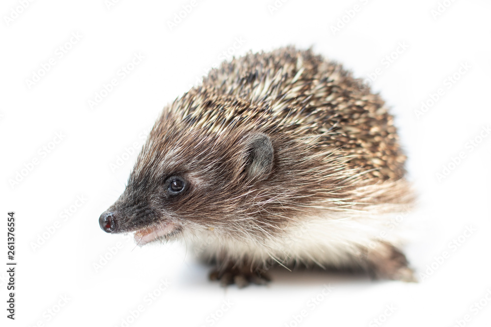 Obraz premium Funny hedgehog isolated on white