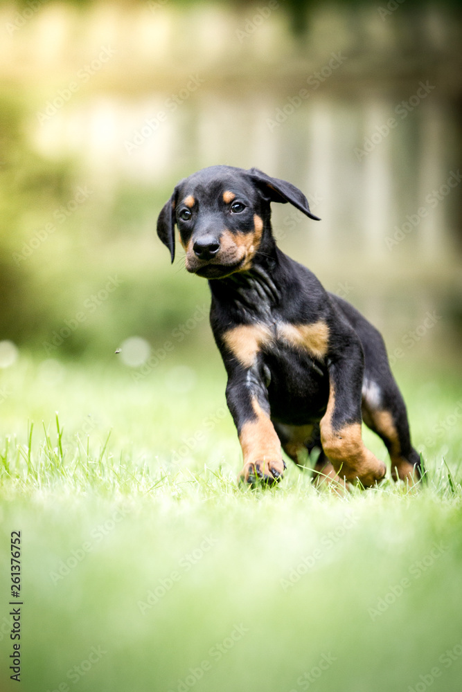 Doberman Welpen Doberman Welpen