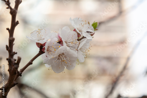 Apricot flower