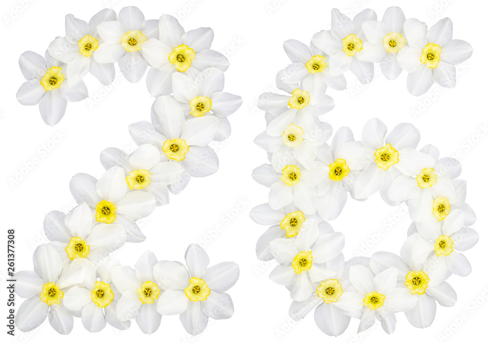 Numeral 26, twenty six, from natural white flowers of Daffodil (narcissus), isolated on white background