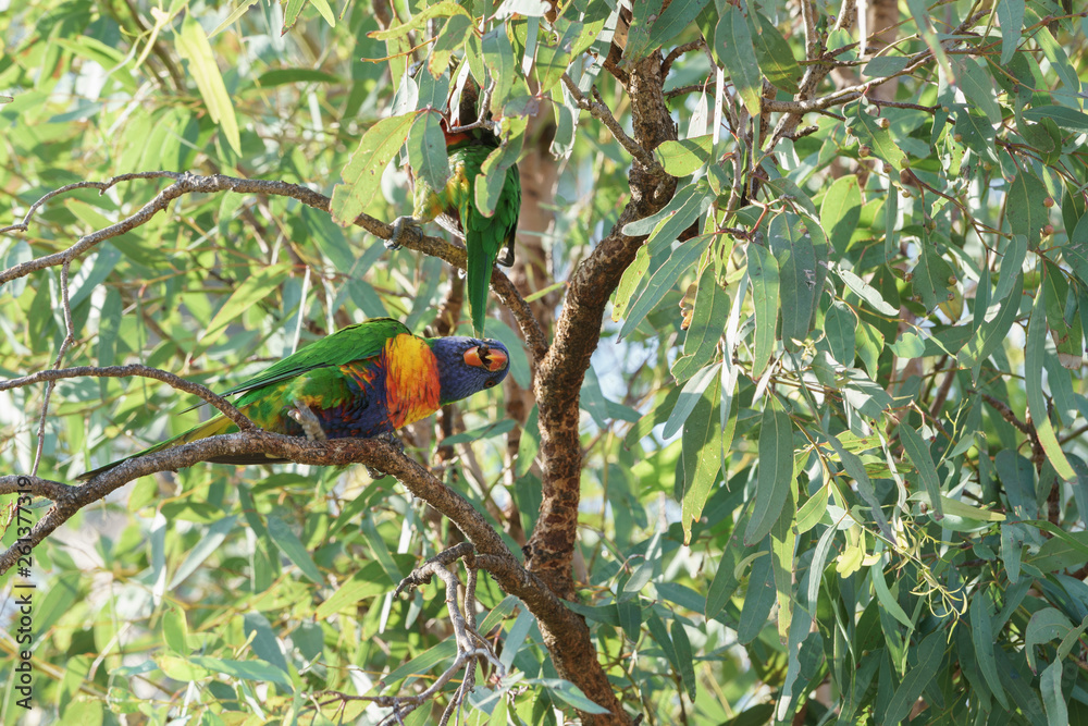 Obraz premium Rainbow lorikeet Papageien (Trichoglossus haematodus) in Australien
