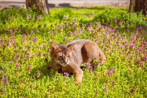 Abyssinian cat sitting in the grass with flowers in the sun