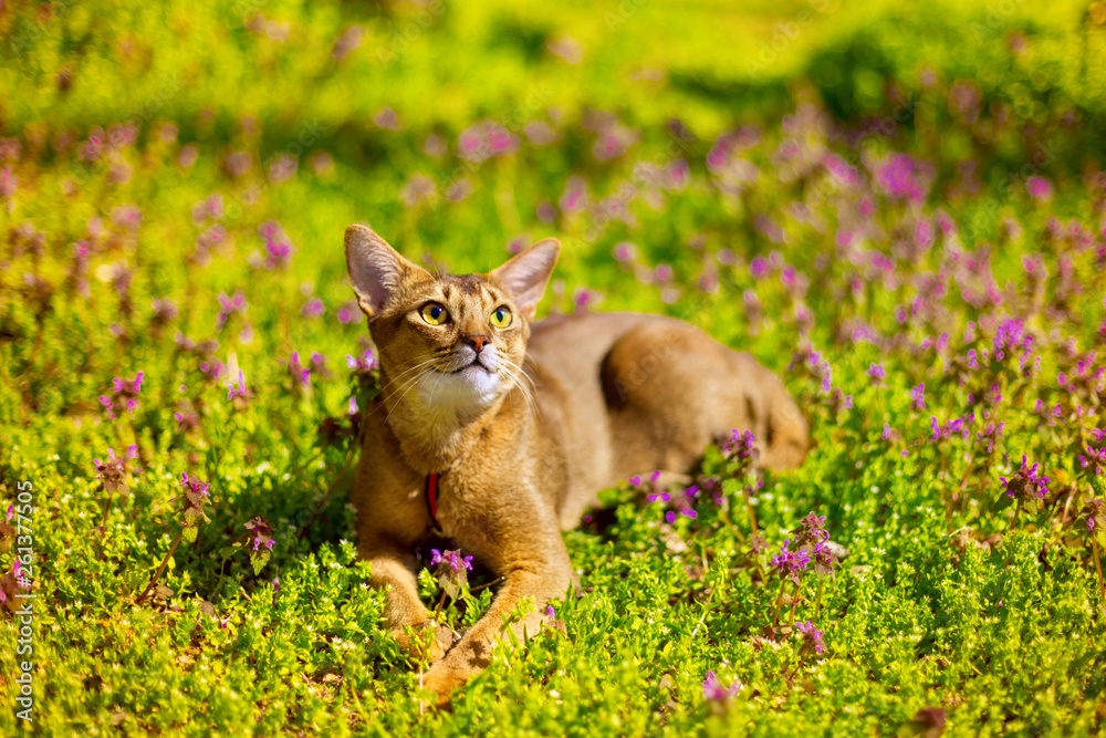 Abyssinian cat sitting in the grass with flowers in the sun Abyssinian cat sitting in the grass with flowers in the sun