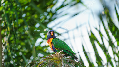 Rainbow lorikeet Papageien (Trichoglossus haematodus) in Australien