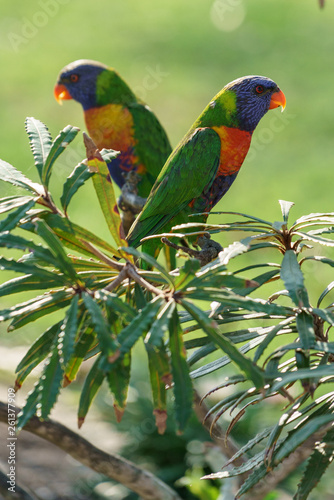 Rainbow lorikeet Papageien (Trichoglossus haematodus) in Australien