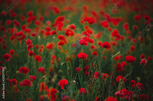 Red poppy flowers against the sky. Shallow depth of field.