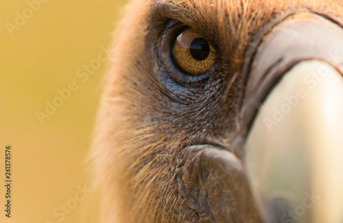 Close up portrait of griffon vulture photo