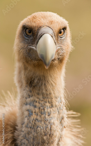 Closeup of furious wild vulture looking at camera on blurred background