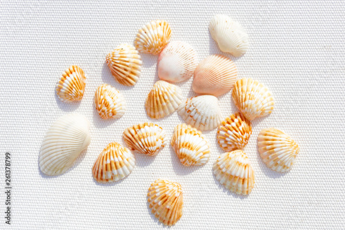 Seashells on white