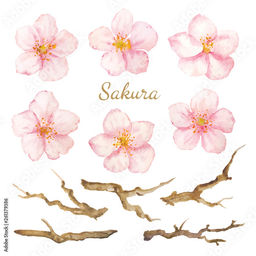 Vector Set watercolor elements. Collection sakura flowers and branches.