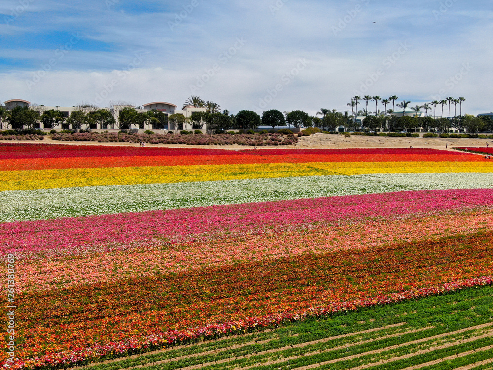 Aerial view of Carlsbad Flower Fields. tourist can enjoy hillsides of colorful Giant Ranunculus flowers during the annual bloom that runs March through mid May. Carlsbad, California, USA