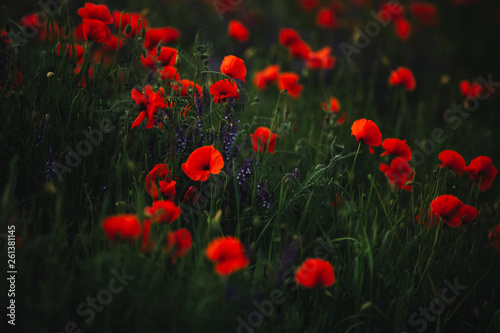 Poppy field in spring. panoramas of flowering spring poppies among the wheat field in the background.