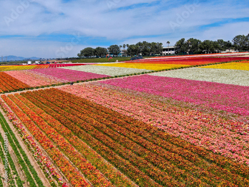 Aerial view of Carlsbad Flower Fields. tourist can enjoy hillsides of colorful Giant Ranunculus flowers during the annual bloom that runs March through mid May. Carlsbad  California  USA