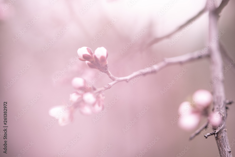 Apricot fruit tree blooming, copy space with pink light