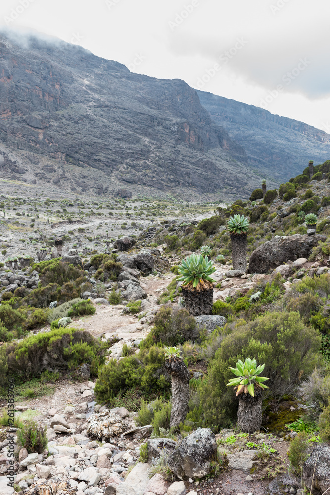 Giant Groundsel (Dendrosenecio kilimanjari) trees line a footpath leading down a valley on the Machame hiking route on Mount Kilimanjaro. The semi-alpine heath and moorland zone leads to Baranco camp.