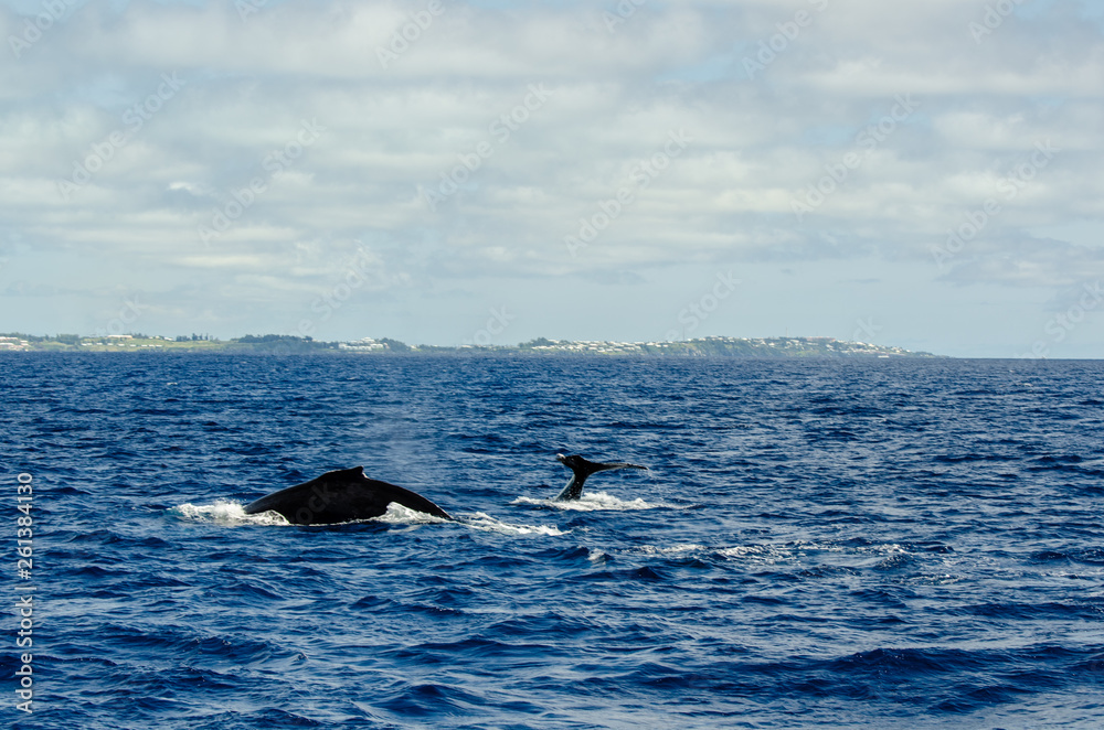 Fototapeta premium Humps or Tails