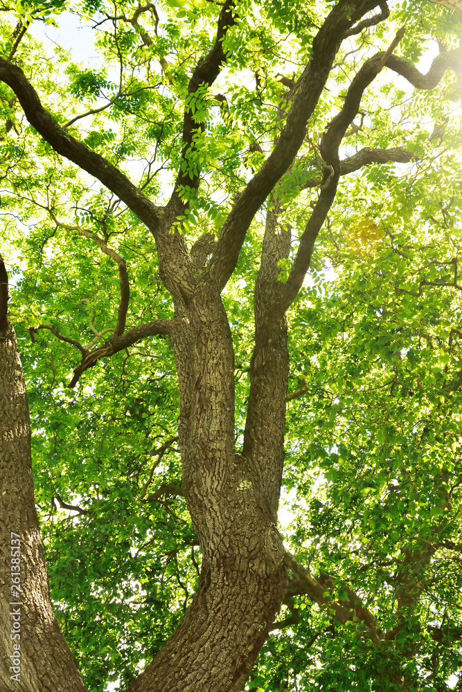 Fototapeta premium Woodland and Trees.