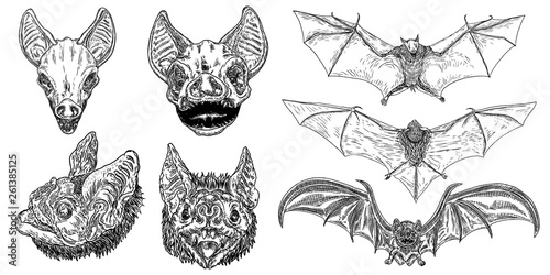Set of aggressive flying bats with open wings drawing. Gothic illustration of monsters for the Halloween. Occult attributes decorative elements. Night creatures with fangs. Flying vampires. Vector.