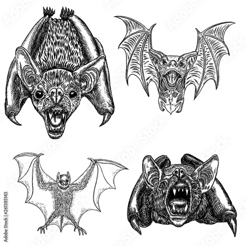 Set of aggressive flying bats with open wings drawing. Gothic illustration of monsters for the Halloween. Occult attributes decorative elements. Night creatures with fangs. Flying vampires. Vector.