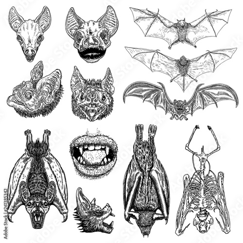 Fotografia Large set of bats and vampires