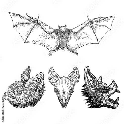 Set of aggressive flying bats with open wings drawing. Gothic illustration of monsters for the Halloween. Occult attributes decorative elements. Night creatures with fangs. Flying vampires. Vector.