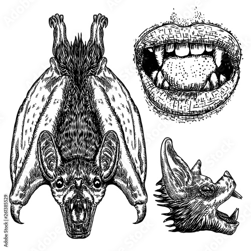 Set of bats. Bat with wings, head or face, human vampire mouth, witchcraft magic, occult attributes decorative elements of gothic vampires. Set for Halloween. Vector.