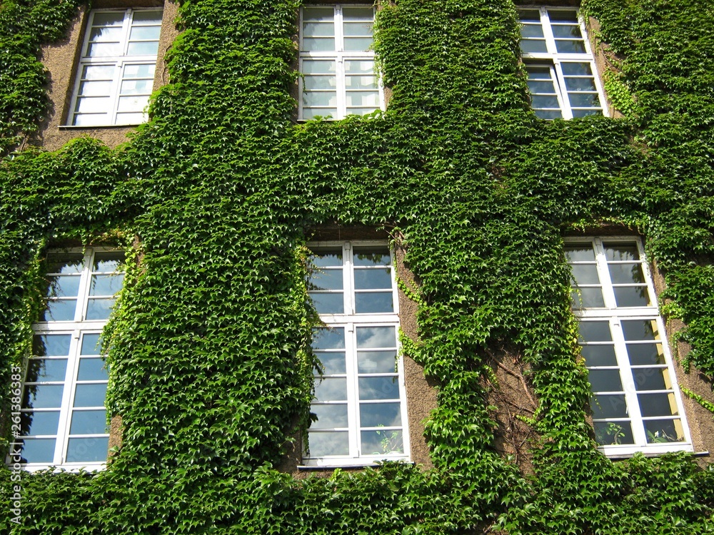 White wooden windows in green ivy exterior house wall. Berlin, Germany White wooden windows in green ivy exterior house wall. Berlin, Germany