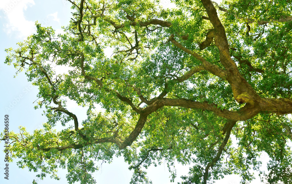 Fototapeta premium Woodland and Trees.