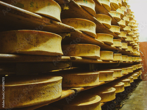 Shelves with appetizing yellow ready-made cheese in the cellar at a small cheese dairy