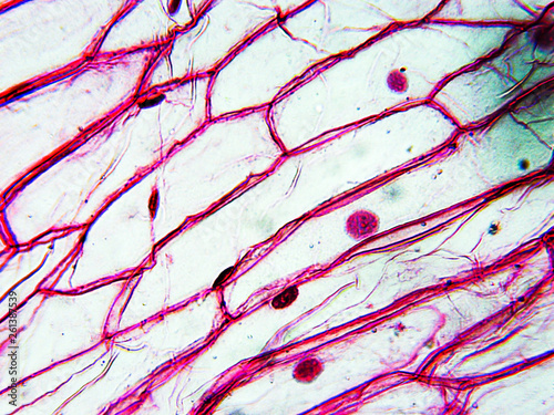 view under the microscope real photo