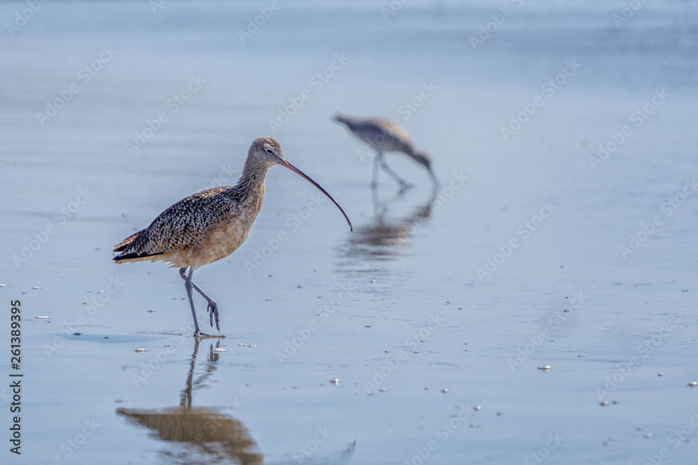 Long Billed Curlews 01 Long Billed Curlews 01