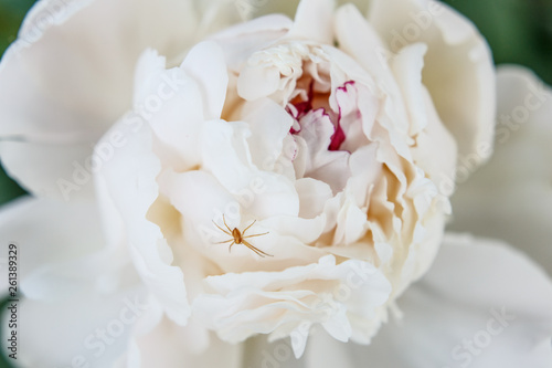 Close up of a white peony with a tiny spider