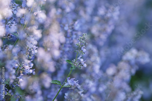 Close up of blooming catmint plant. Summer time blossoms. Back yard plants. © Anastasia