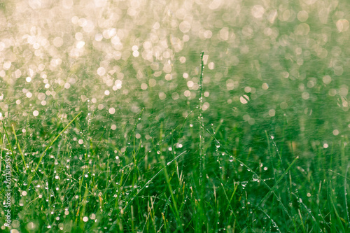 Fototapeta Naklejka Na Ścianę i Meble -  Close up of green grass being watered