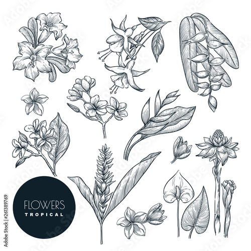 Tropical flowers set, isolated on white background. Vector sketc