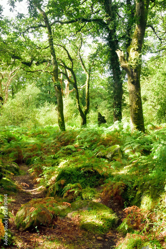 Woodland and Trees.