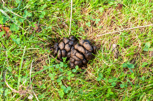 Dung eines Mufflons photo